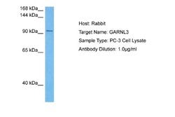 GARNL3 Antibody, Novus Biologicals 100 &mu;L; Unconjugated:Antibodies,